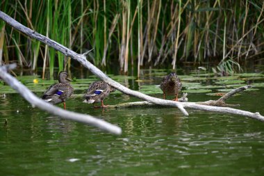 Vahşi ördekler nehirde yüzer 