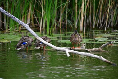 Vahşi ördekler nehirde yüzer 