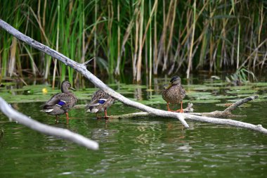 Vahşi ördekler nehirde yüzer 