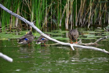 Vahşi ördekler nehirde yüzer 