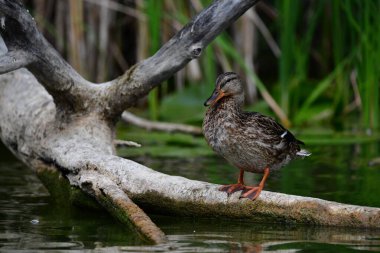 Vahşi ördekler nehirde yüzer 