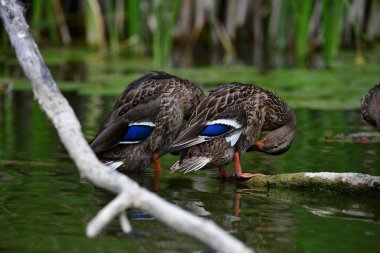 Vahşi ördekler nehirde yüzer 