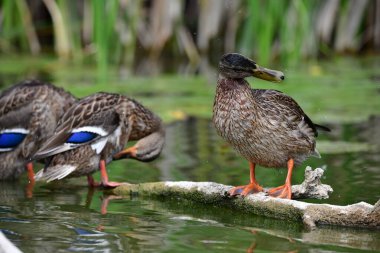 Vahşi ördekler nehirde yüzer 