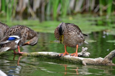 Vahşi ördekler nehirde yüzer 