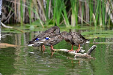 Vahşi ördekler nehirde yüzer 