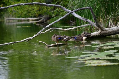 Vahşi ördekler nehirde yüzer 