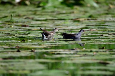 Vahşi ördekler nehirde yüzer 