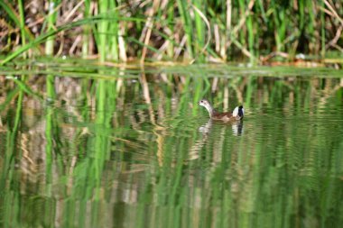 Vahşi ördekler nehirde yüzer 