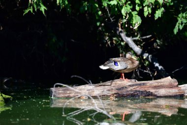 Vahşi ördekler nehirde yüzer 