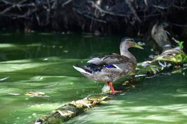 Vahşi ördekler nehirde yüzer 