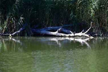 Vahşi ördekler nehirde yüzer 
