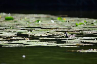 Vahşi ördekler nehirde yüzer 