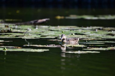 Vahşi ördekler nehirde yüzer