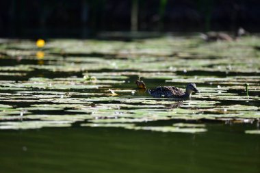 Vahşi ördekler nehirde yüzer