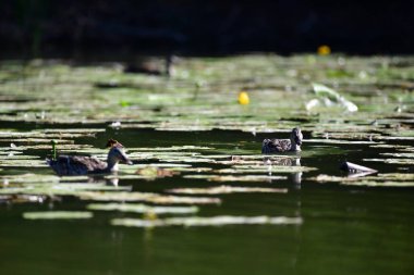 Vahşi ördekler nehirde yüzer