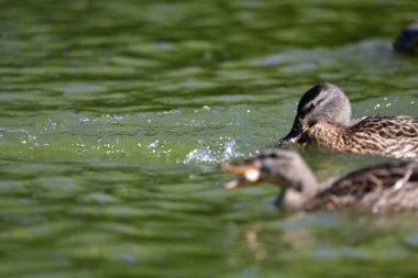 Vahşi ördekler nehirde yüzer