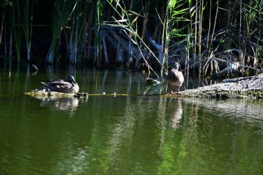 Vahşi ördekler nehirde yüzer