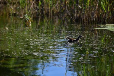 Vahşi ördekler nehirde yüzer