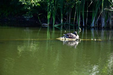 Vahşi ördekler nehirde yüzer