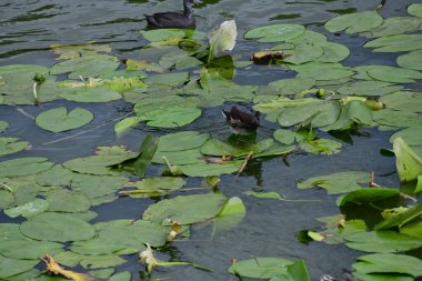 Vahşi ördekler nehirde yüzer