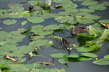 Vahşi ördekler nehirde yüzer