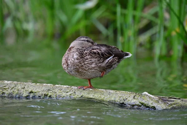 Wilde Eenden Zwemmen Rivier — Stockfoto