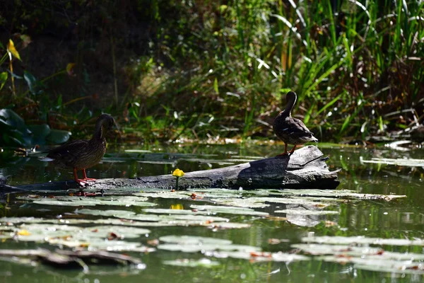Vahşi ördekler nehirde yüzer 