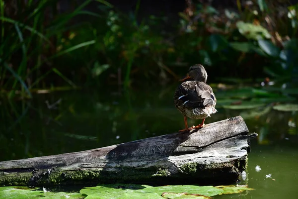 Vahşi ördekler nehirde yüzer 