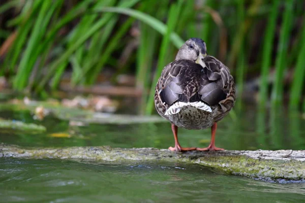 Vahşi ördekler nehirde yüzer 