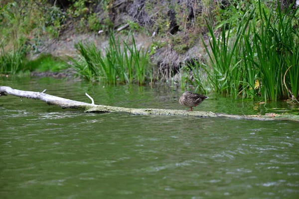 Vahşi ördekler nehirde yüzer 