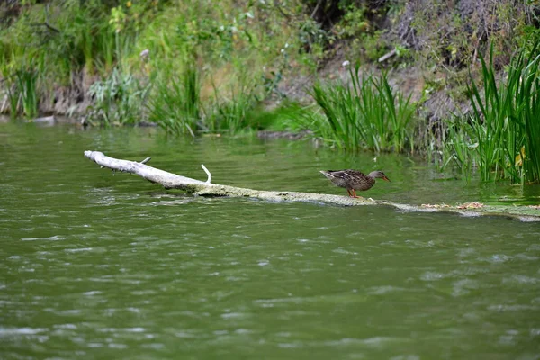 Vahşi ördekler nehirde yüzer 