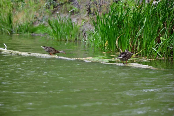 wild ducks swim on the river