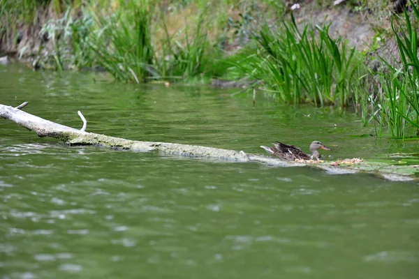Vahşi ördekler nehirde yüzer 
