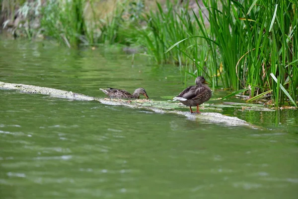 Vahşi ördekler nehirde yüzer 