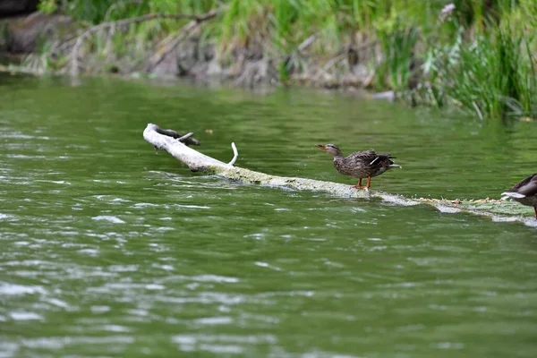 Vahşi ördekler nehirde yüzer 