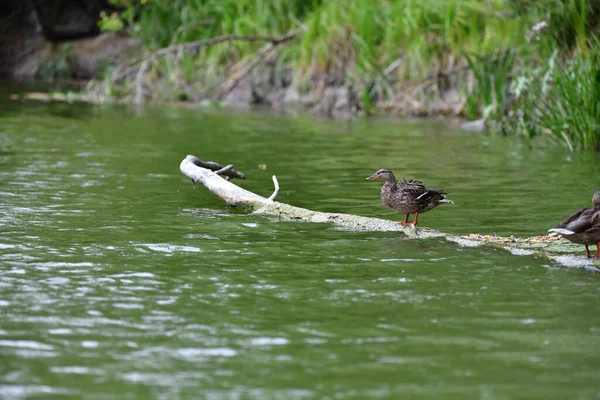 Vahşi ördekler nehirde yüzer 