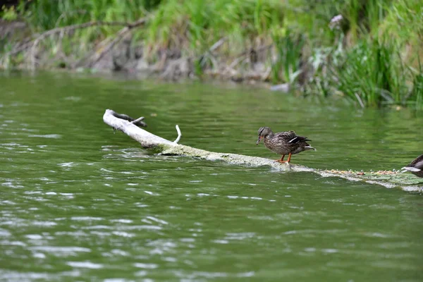 Vahşi ördekler nehirde yüzer 