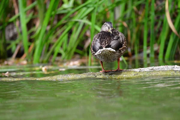 Wildenten Schwimmen Auf Dem Fluss — Stockfoto