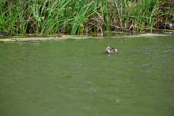 Vahşi ördekler nehirde yüzer 