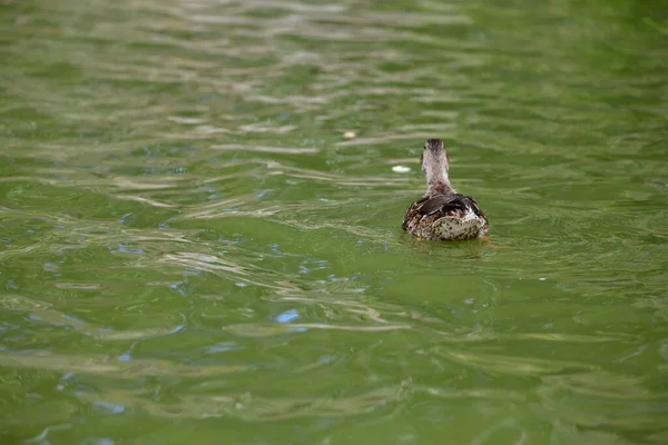 Wild Ducks Swim River — Stock Photo, Image