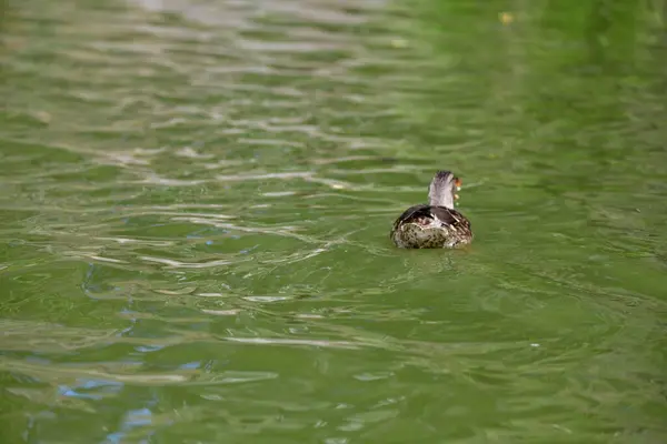 Vahşi ördekler nehirde yüzer 