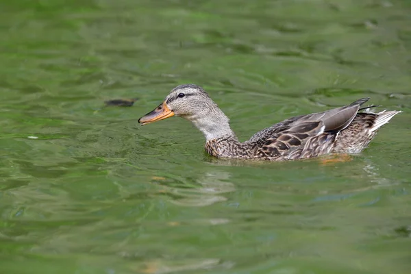 Dzikie Kaczki Pływają Rzece — Zdjęcie stockowe