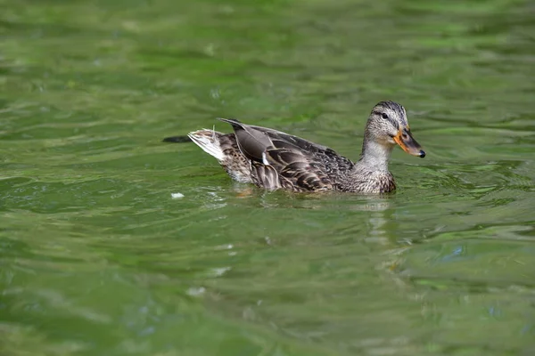 Patos Selvagens Nadam Rio — Fotografia de Stock