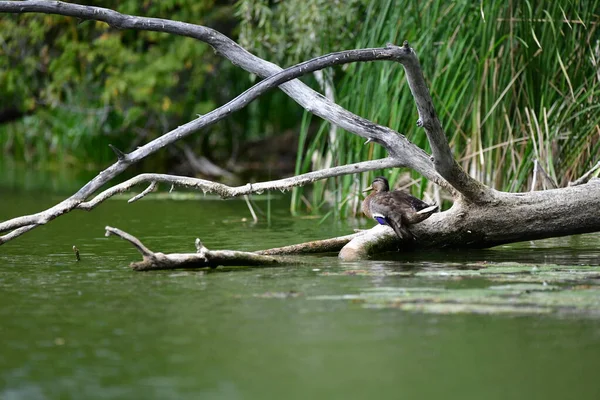Vahşi ördekler nehirde yüzer 