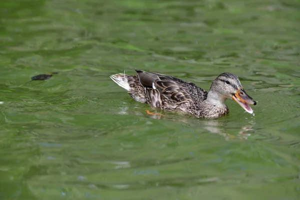 Anatre Selvatiche Nuotano Sul Fiume — Foto Stock