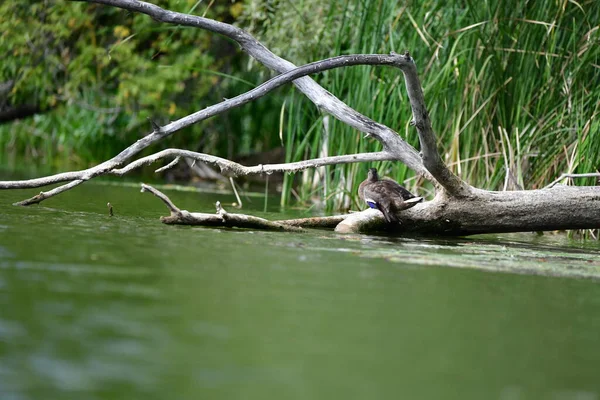 Vahşi ördekler nehirde yüzer 
