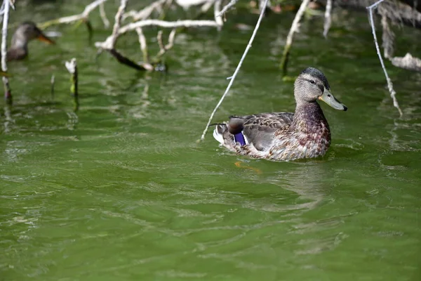 Vahşi ördekler nehirde yüzer 