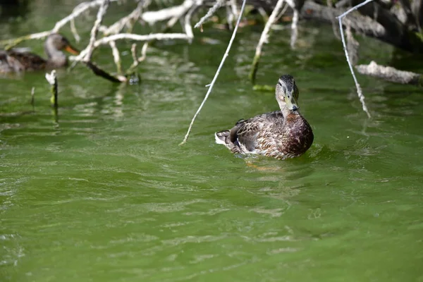 Vahşi ördekler nehirde yüzer 