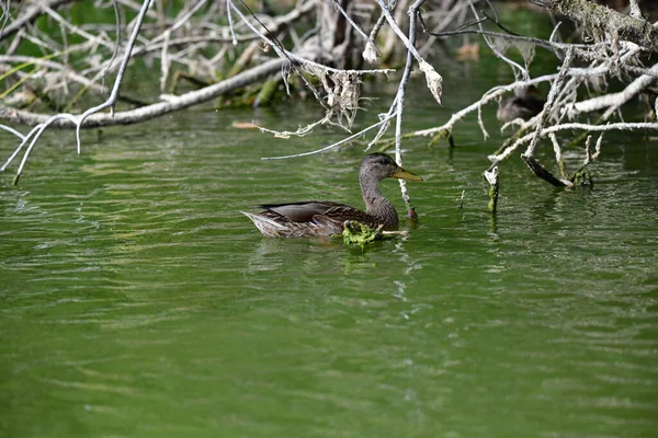 Vahşi ördekler nehirde yüzer 
