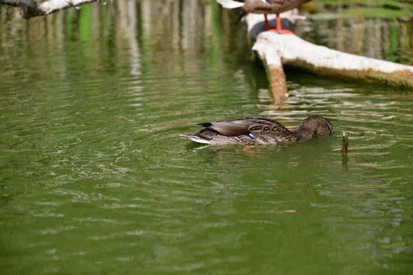 wild ducks swim on the river